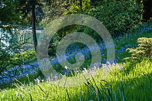 Blue Wildflowers On A Slope