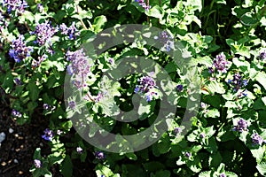 Blue wildflowers in the wild against a background of green foliage