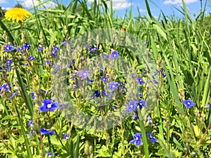 blue wildflowers and. Yellow Dandelion (Taraxacum) growing in a meadow on a summer day, Beautiful closeup of a