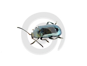 Blue willow beetle