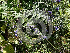 Blue willow gentian