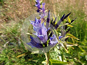 Blue willow gentian