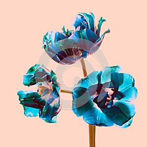Blue wilted tulips , stylized still picture