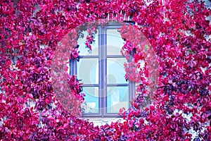 Blue window with bright red flowers all around