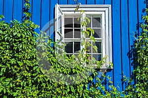 Blue window covered with green plants