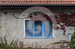 A blue window engraved with colored ivy on the old white wall