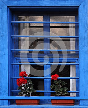 Blue window and red pelargonium