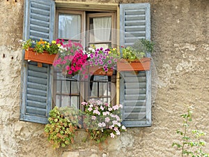 Blue window with some vases of colored flowers to Bergamo in Italy. photo