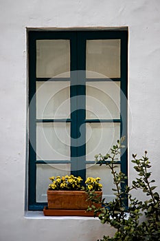 Blue window, white wall, yellow flowers in clay pot