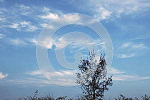 Blue windy sky and tree silhouette