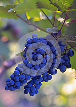 Azul vino uvas 