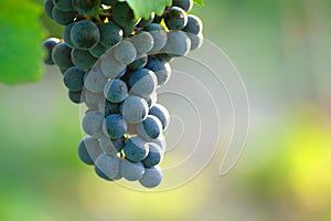 Blue Wine Grapes photo