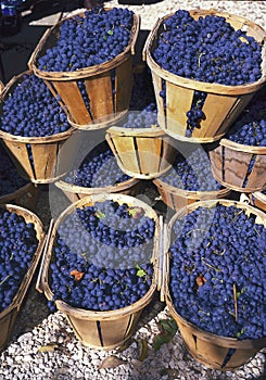 Blue wine grapes in wicker baskets