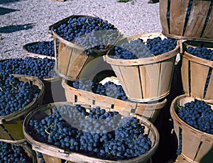 Blue wine grapes in wicker baskets