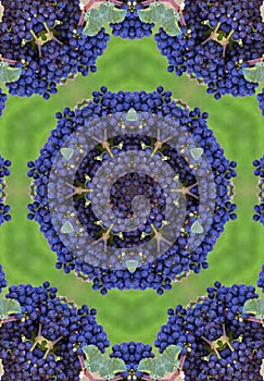 Blue winegrapes mandala photo