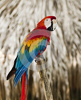 Blue wing red macaw