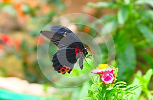 Blue wing red spotted butterfly and tropical flowers