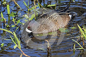 The blue wing teal  at Brazos Band State park