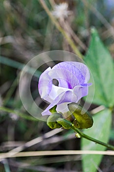 blue Winged bean flower