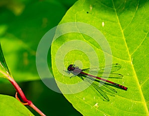 Blue-winged Demoiselle on a leaf