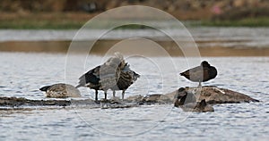 Blue-winged geese on island