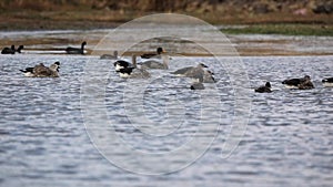 Blue-winged geese in lake