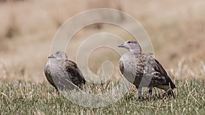 Blue-winged Geese in Meadow photo