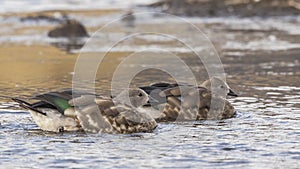 Blue-winged Geese Swimming