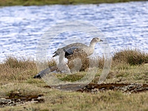 Blue-winged goose, Cyanochen cyanopterus, Sanetti plateau, Bale National Park, Ethiopia