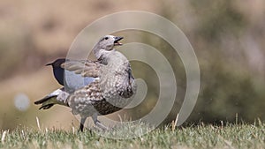 Blue-winged Goose Ruffling Her Feathers