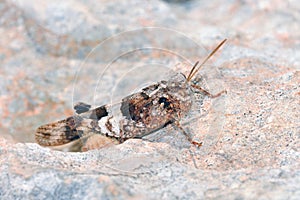 Blue-winged Grasshopper