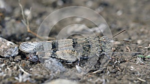 Blue-winged Grasshopper