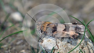 Blue-winged Grasshopper