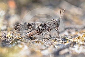 Blue-winged grasshopper