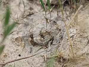 The blue-winged grasshopper