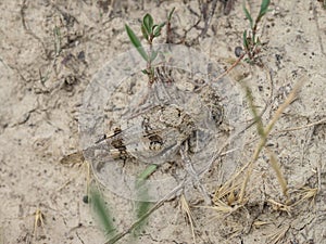 The blue-winged grasshopper