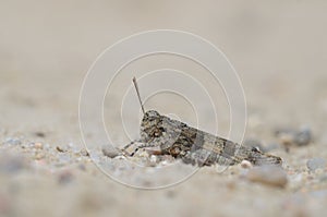 Blue-winged grasshopper