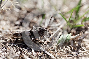 Blue-winged grasshopper, Oedipoda caerulescens