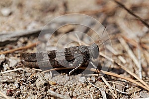 Blue-winged grasshopper, Oedipoda caerulescens