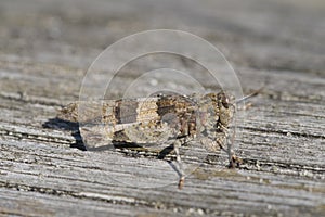 Blue-winged grasshopper