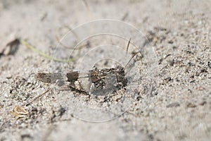 Blue-winged grasshopper, Oedipoda caerulescens photo