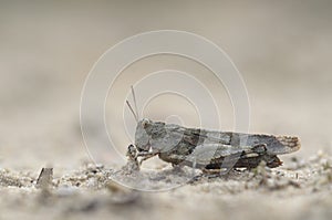 Blue-winged grasshopper, Oedipoda caerulescens photo