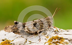 The blue-winged grasshopper, Oedipoda caerulescens in Czech Republic