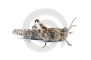 Blue-winged grasshopper Oedipoda caerulescens isolated on white