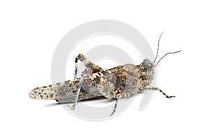 Blue-winged grasshopper Oedipoda caerulescens isolated on white photo