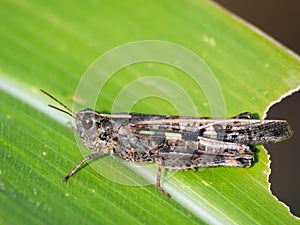 Blue-winged grasshopper (Oedipoda coerulescens)