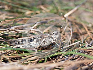 Blue-winged grasshopper (Oedipoda coerulescens)