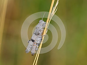 A Blue Winged Grasshopper sitting on grass