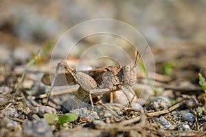 A Blue Winged Grasshopper sitting on the ground