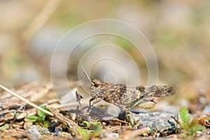 A Blue Winged Grasshopper sitting on the ground